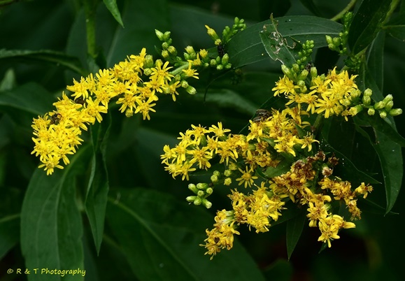 {Solidago gigantea}